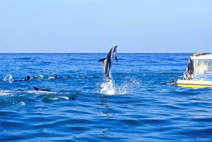 Swimming With Dolphins Compressed