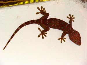 gecko